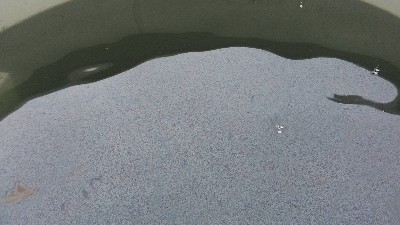 印染廠污水處理-三人行環境